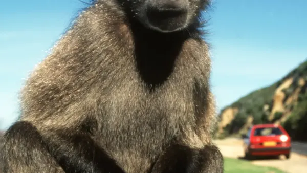 Un babouin installé sur une voiture dans la région du Cap en Afrique du Sud