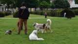 Plusieurs chiens promenés dans un espace vert à Paris
