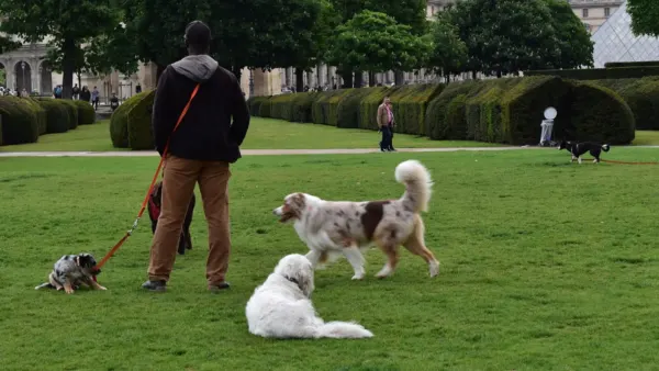 Plusieurs chiens promenés dans un espace vert à Paris