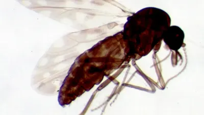 Moucheron du genre Culicoides observé sur une surface claire