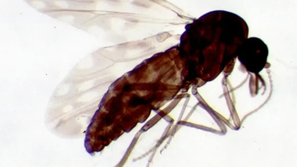 Moucheron du genre Culicoides observé sur une surface claire
