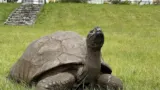 Jonathan, tortue géante, sur la pelouse de Plantation House à Sainte-Hélène en 2022