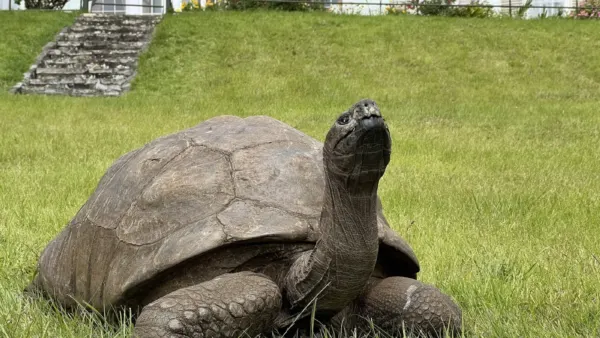 Jonathan, tortue géante, sur la pelouse de Plantation House à Sainte-Hélène en 2022